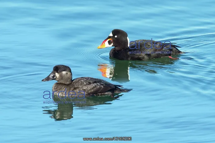 : Surf Scoter Pair : Surf Scoter Pair