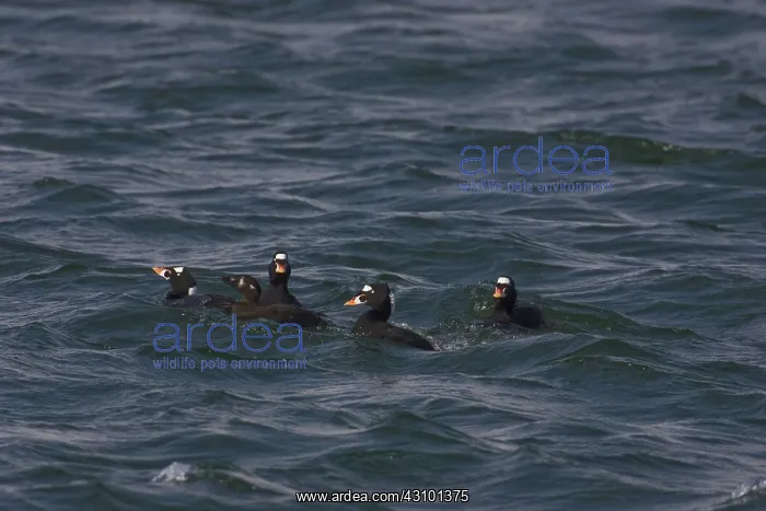 : Surf Scoters : Surf Scoters