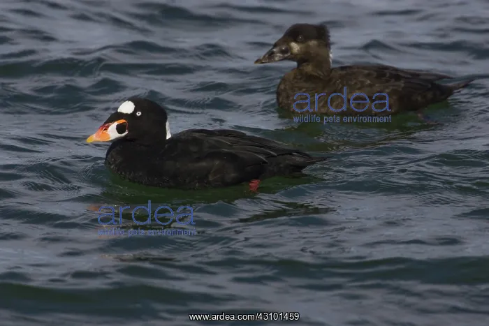 : Surf Scoters : Surf Scoters