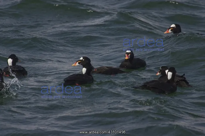 : Surf Scoters : Surf Scoters