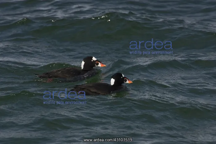 : Surf Scoters : Surf Scoters