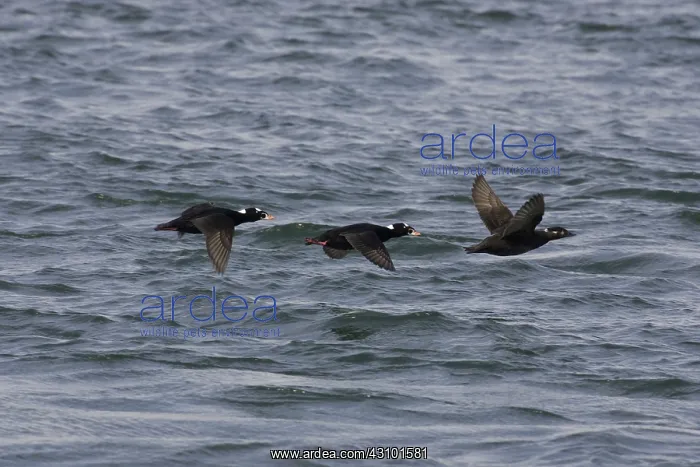 : Surf Scoters : Surf Scoters