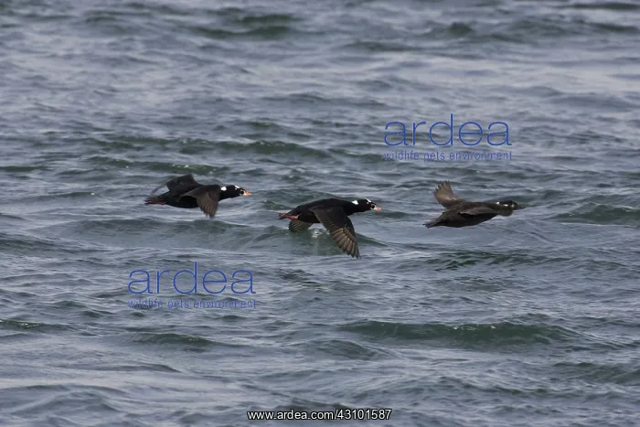 : Surf Scoters : Surf Scoters