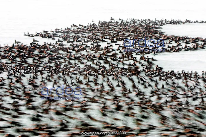 : Surf scoters, Melanitta perspicillata, Stanley : Surf scoters, Melanitta perspicillata, Stanley