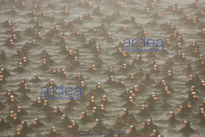 : Surf scoters, Melanitta perspicillata, Vancouver : Surf scoters, Melanitta perspicillata, Vancouver