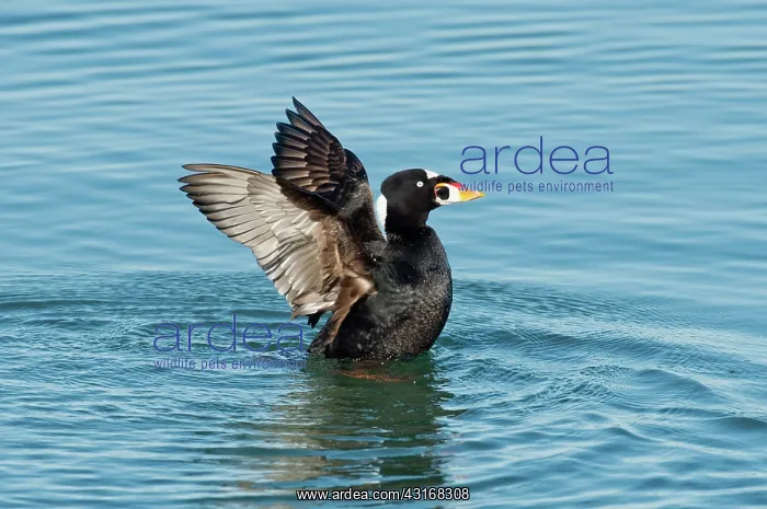 : Surf Scotter male wings up : Surf Scotter male wings up