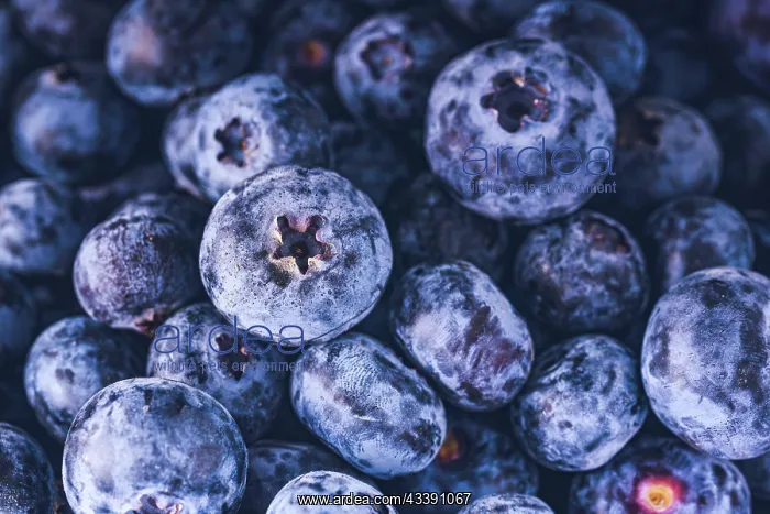 : Surface is covered with a thick layer of blueberries : Surface is covered with a thick layer of blueberries