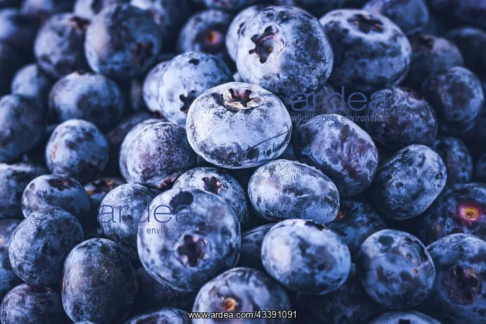 : Surface is covered with a thick layer of blueberries : Surface is covered with a thick layer of blueberries
