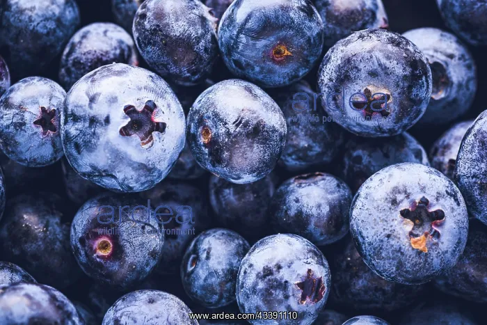 : Surface is covered with a thick layer of blueberries : Surface is covered with a thick layer of blueberries