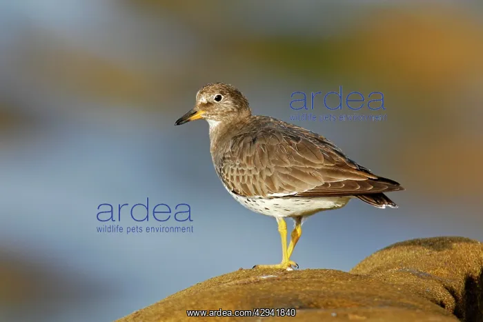  : Surfbird (Aphriza virgata). USA
