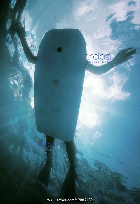 : Surfer - Looking like underside of Turtle, vunerable : Surfer - Looking like underside of Turtle, vunerable