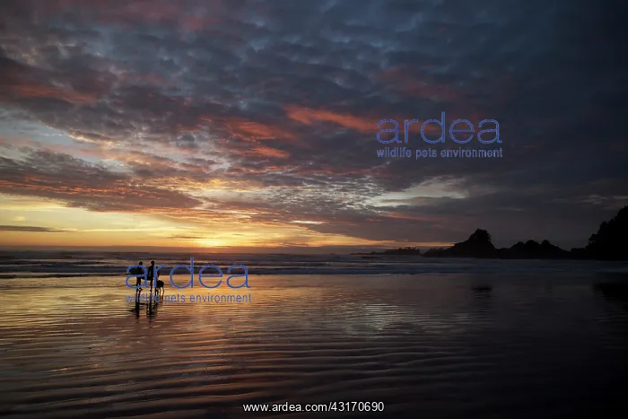 : Surfers on a beach in Tofino, Canada, British Columbia : Surfers on a beach in Tofino, Canada, British Columbia