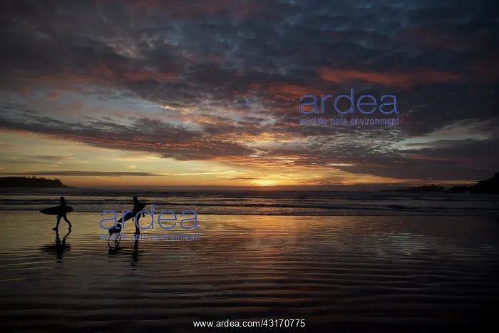 : Surfers on a beach in Tofino, Canada, British Columbia : Surfers on a beach in Tofino, Canada, British Columbia