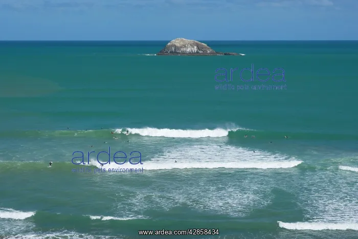 : Surfers - a bunch of surfers waiting for the perfect : Surfers - a bunch of surfers waiting for the perfect