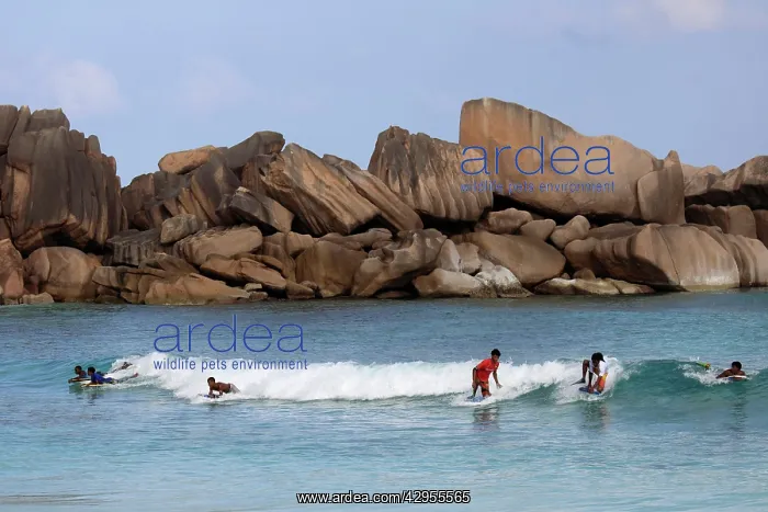 : Surfers - Grande Anse : Surfers - Grande Anse