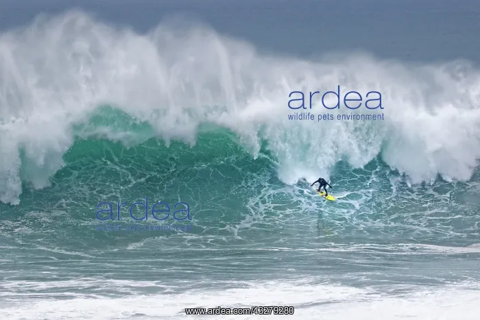 : Surfers in a wave, Nazare, Portugal, Europe : Surfers in a wave, Nazare, Portugal, Europe