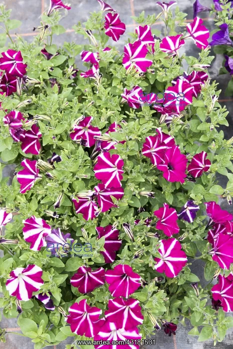 : Surfinia, two-tone Petunia in bloom in spring, Pas : Surfinia, two-tone Petunia in bloom in spring, Pas