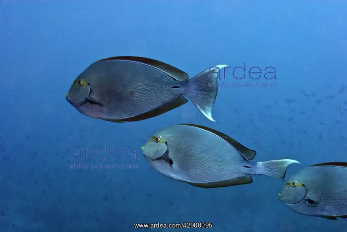 : Surgeonfish : Surgeonfish