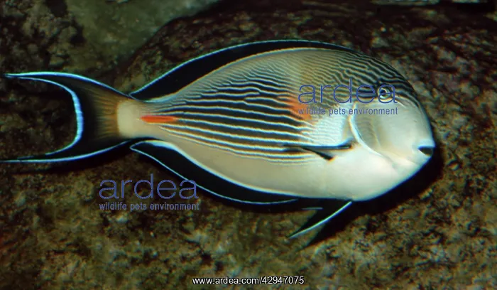  : Surgeonfish - coral reef fish