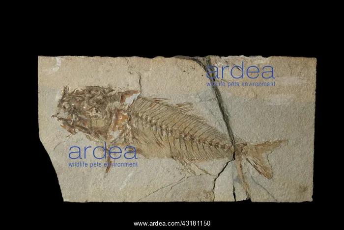 : Surgeonfish fossil : Surgeonfish fossil