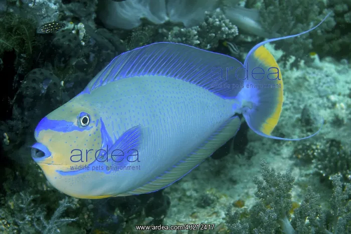 : Surgeonfish, Raja Ampat Islands, Irian Jaya : Surgeonfish, Raja Ampat Islands, Irian Jaya
