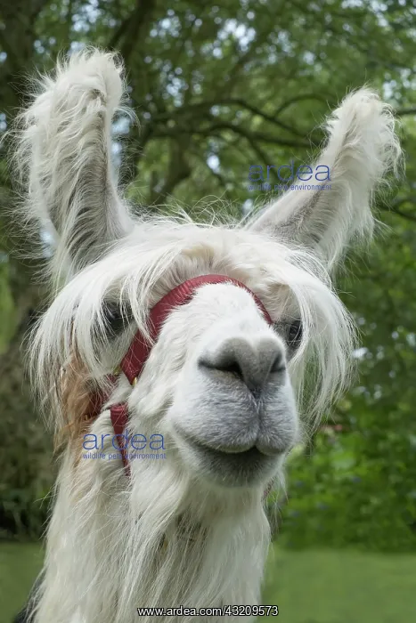  : Suri alpaca