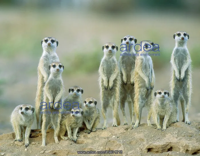 : Suricate - adults with young on the lookout at : Suricate - adults with young on the lookout at