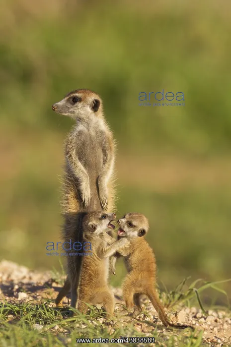 : Suricate - also called Meerka - adult with two playful : Suricate - also called Meerka - adult with two playful