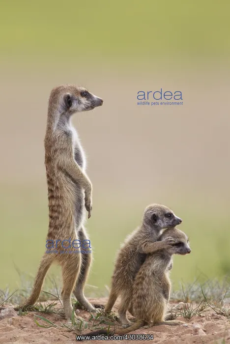 : Suricate - also called Meerkat - adult with two : Suricate - also called Meerkat - adult with two