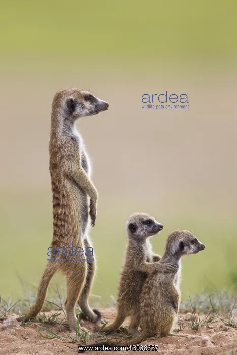 : Suricate - also called Meerkat - adult with two : Suricate - also called Meerkat - adult with two