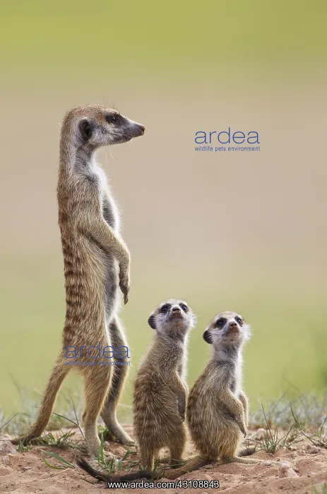  : Suricate - also called Meerkat - adult with two