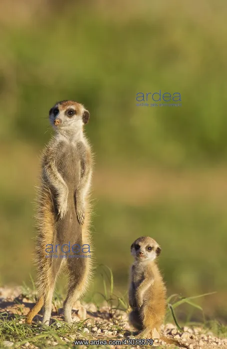 : Suricate - also called Meerkat - adult with young : Suricate - also called Meerkat - adult with young