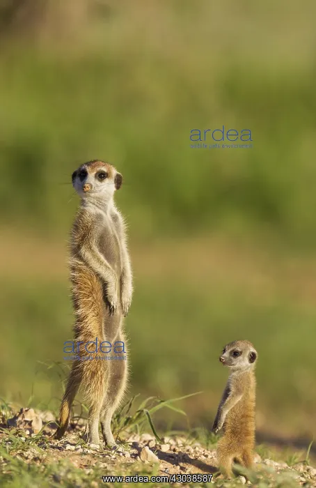 : Suricate - also called Meerkat - adult with young : Suricate - also called Meerkat - adult with young