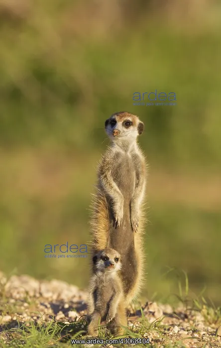 : Suricate - also called Meerkat - adult with young : Suricate - also called Meerkat - adult with young