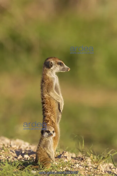 : Suricate - also called Meerkat - adult with young : Suricate - also called Meerkat - adult with young