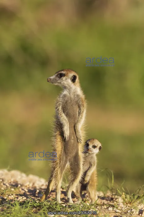 : Suricate - also called Meerkat - adult with young : Suricate - also called Meerkat - adult with young