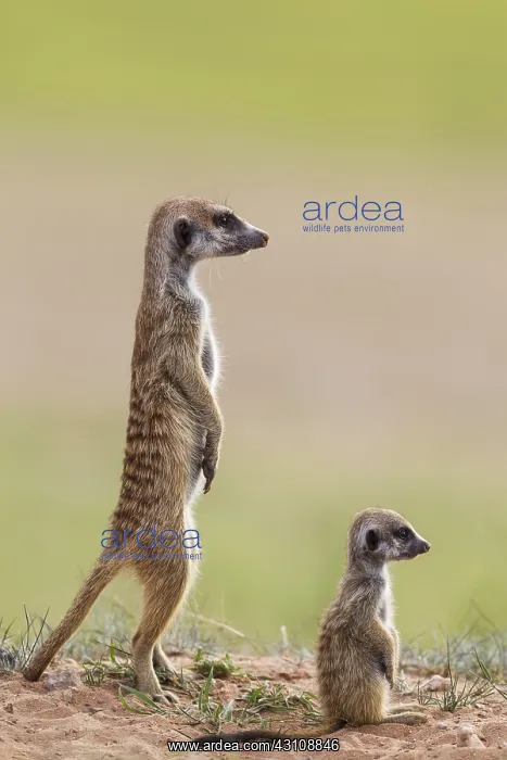 : Suricate - also called Meerkat - adult with young : Suricate - also called Meerkat - adult with young