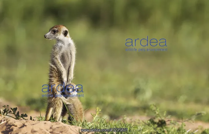 : Suricate - also called Meerkat - adult with young : Suricate - also called Meerkat - adult with young
