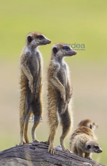 : Suricate - also called Meerkat - two adults with : Suricate - also called Meerkat - two adults with