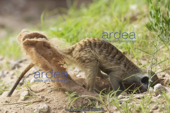 : Suricate - also called Meerkat - digging for prey : Suricate - also called Meerkat - digging for prey