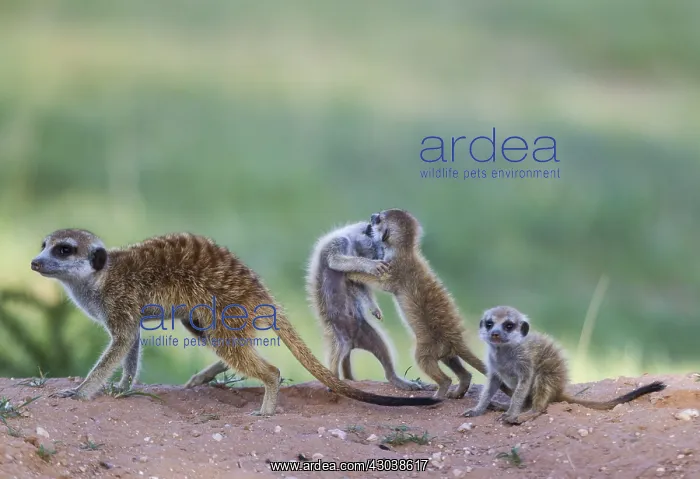 : Suricate - also called Meerkat - female with three : Suricate - also called Meerkat - female with three