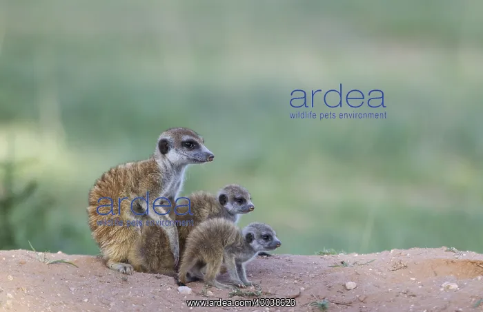 : Suricate - also called Meerkat - female with three : Suricate - also called Meerkat - female with three