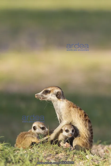 : Suricate - also called Meerkat - female with two : Suricate - also called Meerkat - female with two