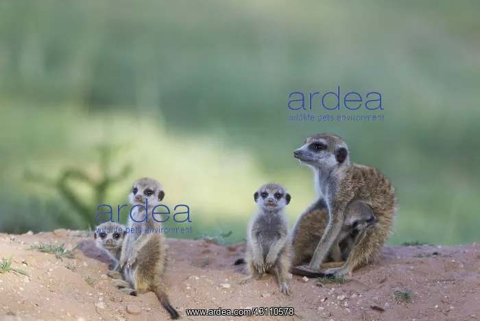 : Suricate - also called Meerkat - female with four : Suricate - also called Meerkat - female with four