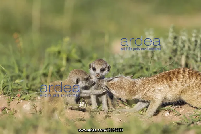 : Suricate - also called Meerkat - female grooming : Suricate - also called Meerkat - female grooming