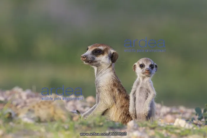 : Suricate - also called Meerkat - female with young : Suricate - also called Meerkat - female with young