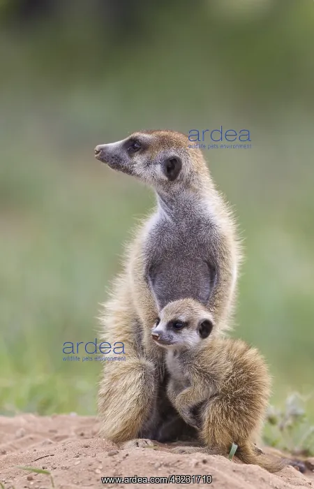 : Suricate - also called Meerkat - female with young : Suricate - also called Meerkat - female with young