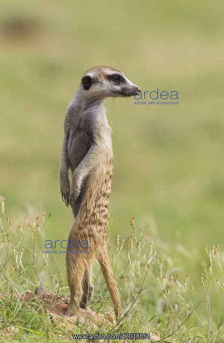 : Suricate - also called Meerkat - guard on the lookout : Suricate - also called Meerkat - guard on the lookout