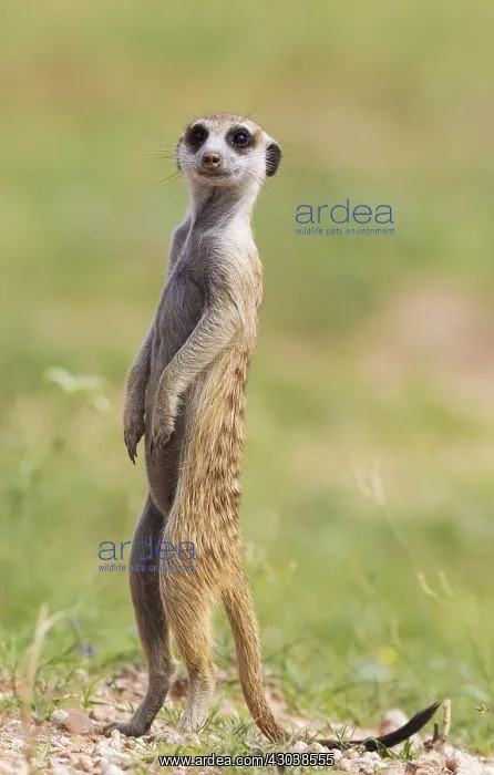 : Suricate - also called Meerkat - guard on the lookout : Suricate - also called Meerkat - guard on the lookout