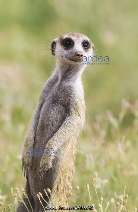  : Suricate - also called Meerkat - guard on the lookout